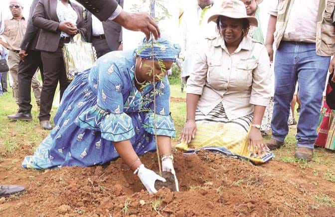 Environment and wildlife patron Dr Auxillia Mnangagwa plants a tree during her tree planting programme in Chegutu yesterday