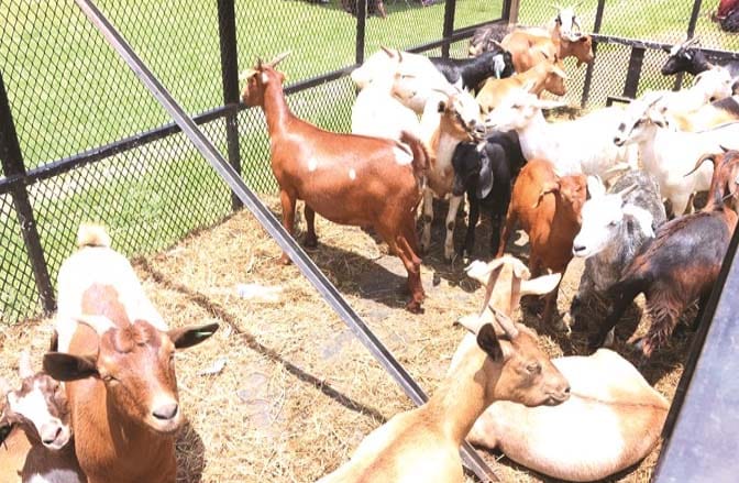 The goats donated by First Lady Dr Auxillia Mnangagwa to women who are part of her widows association to start income-generating projects in Mashonaland West