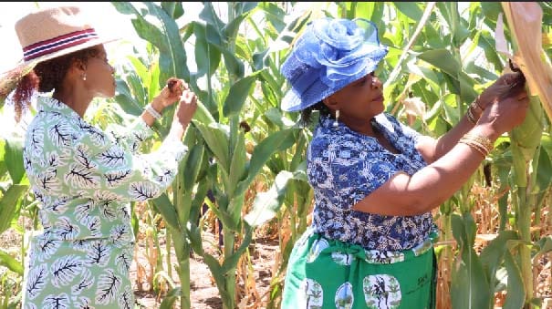 First Lady Dr Auxillia Mnangagwa and her Botswana counterpart Mrs Neo Jane Masisi, who is in the country to learn from her Zimbabwean counterpart’s life-changing initiatives, admire a maize crop during an AGRIC4SHE field day at Mr and Mrs Plaxedes Chifokoyo’s homestead in Mashonaland East yesterday. — Picture: John Manzongo.