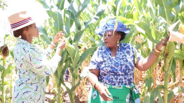 First Lady Dr Auxillia Mnangagwa and her Batswana counterpart Mrs Neo Jane Masisi admire maize crops during an AGRIC4SHE field day at Mrs Plaxedes Chifokoyo’s homestead in Mashonaland East yesterday.