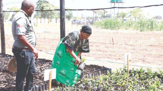 Environment and Tourism patron First Lady Dr Auxillia Mnangagwa looks at a tree nursery at Chitemamuswe in Muzarabani yesterday