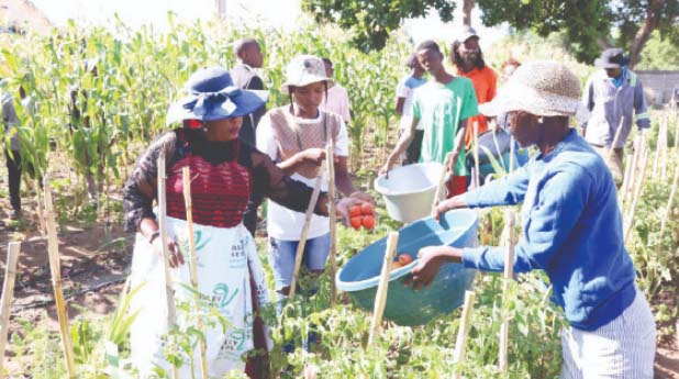 Angel of Hope Foundation patron First Lady Dr Auxillia Mnangagwa joined the former street children in harvesting tomatoes they grew at the skills development centre in Mbare.