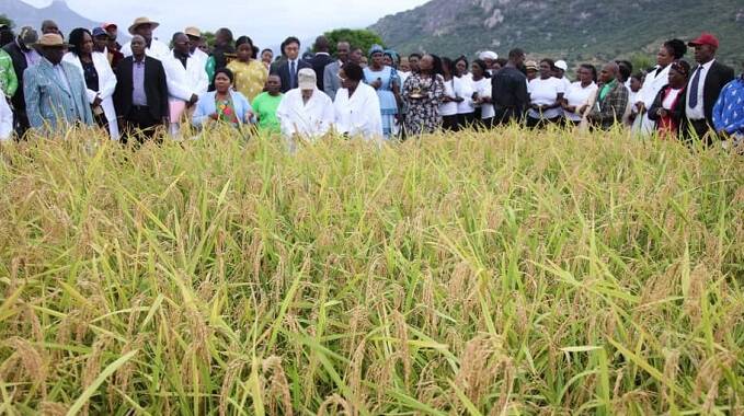 First Lady’s Nerica rice dream comes true as she concluded her tour of Manicaland with a field visit to a Nerica rice demo centre.