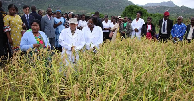 First Lady Dr Auxillia Mnangagwa (left, front row) and Japanese agricultural specialist Dr Tatsushi Tsuboi (centre, front row) tour a Nerica 7 rice field in Ward 12, Marange