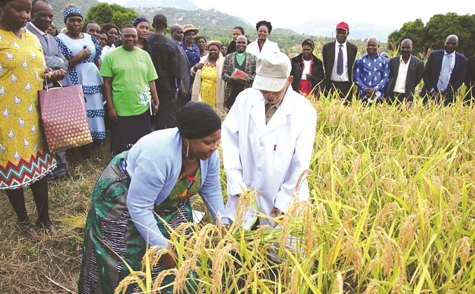 First Lady Dr Auxillia Mnangagwa harvests Nerica 7 rice at an irrigation scheme in Ward 12, Marange, while Japanese agricultural specialist Dr Tatsushi Tsuboi looks on