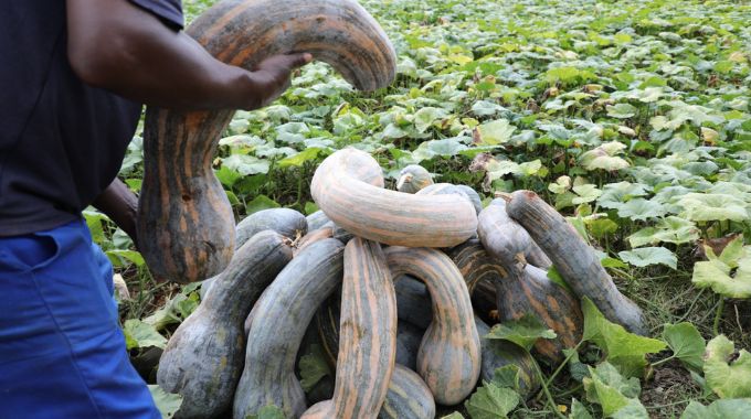 The First Lady grows vegetables that include a rare produce of pumpkins called Menina Rajada and Mini paulista pumpkins, originally from Russia.