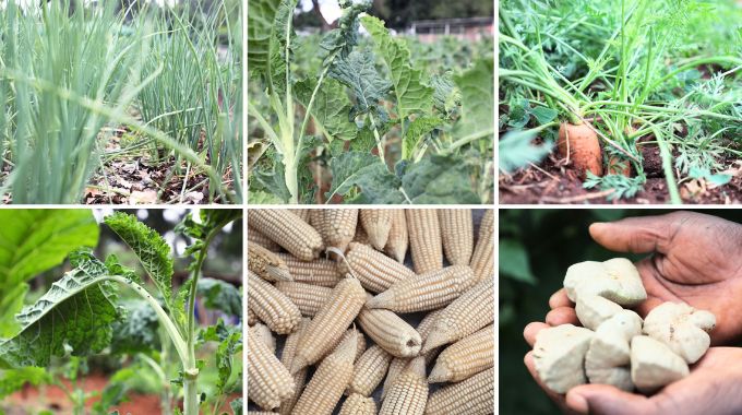 Covo, tsunga, rape, comfrey vegetables, green paper, cabbage, cauliflower, peas, garlic, lettuce and maize complete the long list of vegetables that she is growing.