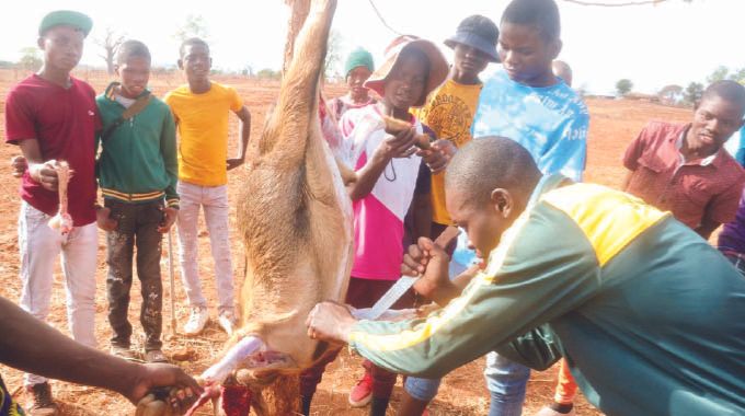 Boys being taught how to skin and prepare a goat for a traditional meal during a gota programme organised by First Lady Dr Auxillia Mnangagwa in Chingwizi on Tuesday