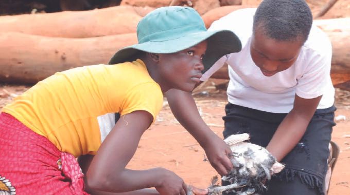 Girls dress a chicken in preparation for a traditional meal during a nhanga programme organised by First Lady Dr Auxillia Mnangagwa in Chingwizi on Tuesday