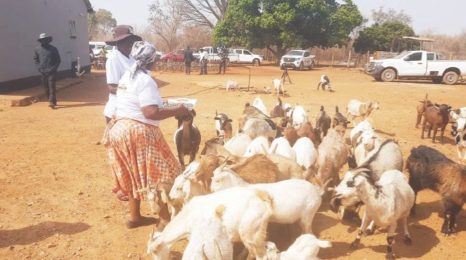 First Lady’s initiative uplifts widows, with a group in the Sanyati First Lady’s Widows Association now boasting a thriving goat and project.