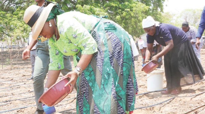 Agric4SHE patron First Lady Dr Auxillia Mnangagwa leads women in applying manure in preparation for the 2024/2025 farming season during the launch of Pfumvudza4SHE in Mashonaland Central yesterday