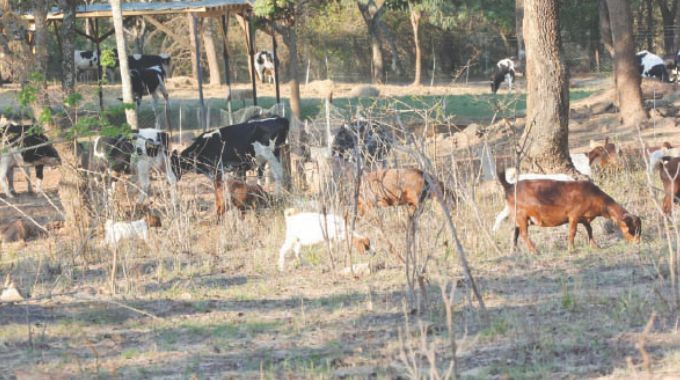 Cows and goats graze and feed at the traditional themed women’s round table bush dinner.