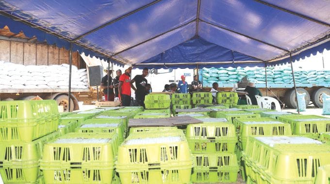 The more than 5 500 hybrid chickens which are in three stages 2 weeks old chicks, four week old chicks and those ready to lay eggs, fertilisers and rice which were donated by Agric4She patron First Lady Dr Auxillia Mnangagwa during the launch of Poultry4 Vanambuya empowerment scheme in Mashonaland West 