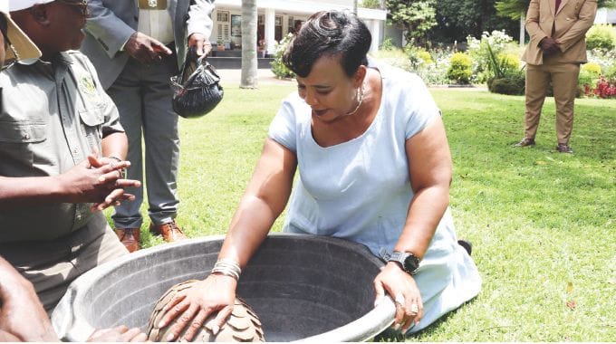 Environment and Wildlife patron First Lady Dr Auxillia Mnangagwa admires a pangolin she received from Chief Chimbi for onward transmission to ZimParks for safe keeping