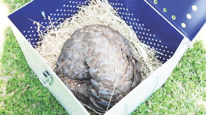 The female pangolin which Environment and Wildlife patron First Lady Dr Auxillia Mnangagwa received yesterday from Headman Chimbi placed in a ZimParks cage and ready for safe keeping