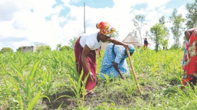 Masiiwa Village community members help weed the farm of Gogo Anna Nyabango (74years) as part of First Lady Dr Auxillia Mnangagwa’s initiatives to the elderly and the vulnerable in society.