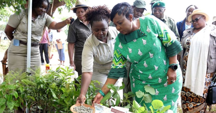 Wildlife Ambassador, First Lady Dr Auxillia Mnangagwa is shown some of the indigenous tree seedlings during the Wildlife Rangers’ pass-out parade in Chinhoyi yesterday