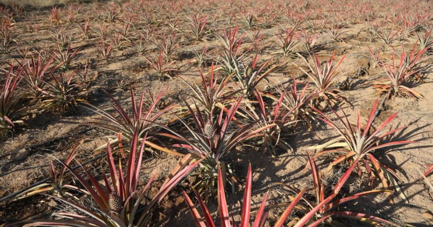 A pineapple field at Mai Chimuti’s homestead in Mukoto Village, Buhera, where agrotourism and sustainable farming initiatives are giving communities hope for better livelihoods
