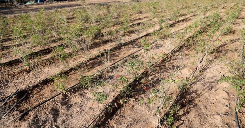 Chilli plants flourish at Mai Chimuti’s homestead in Mukoto Village, Buhera, demonstrating how diversified farming is creating new opportunities for rural communities